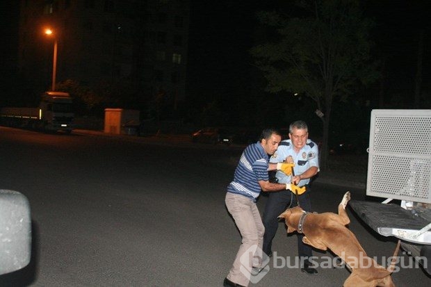 Konya'da çalıntı otomobilin bagajından pitbull çıktı