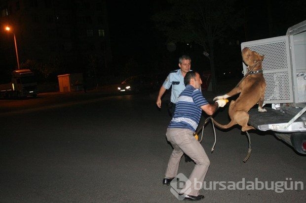 Konya'da çalıntı otomobilin bagajından pitbull çıktı