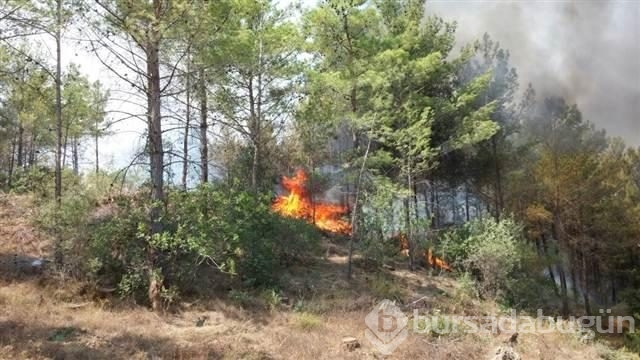 Mersin'de kızılçam ormanında yangın