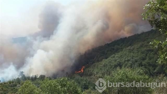 Mersin'de kızılçam ormanında yangın