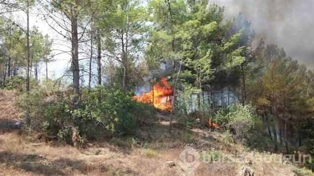 Mersin'de kızılçam ormanında yangın