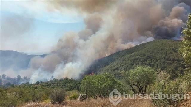 Mersin'de kızılçam ormanında yangın