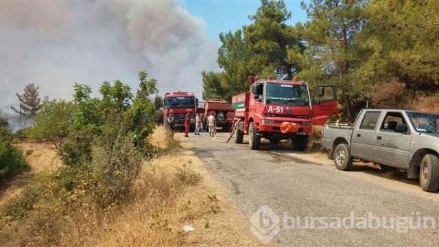 Mersin'de kızılçam ormanında yangın