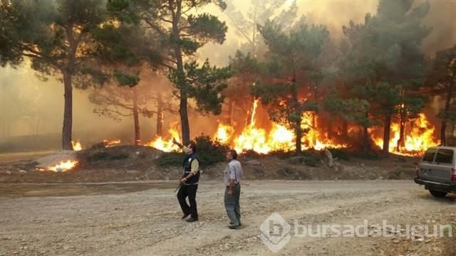 Mersin'de kızılçam ormanında yangın