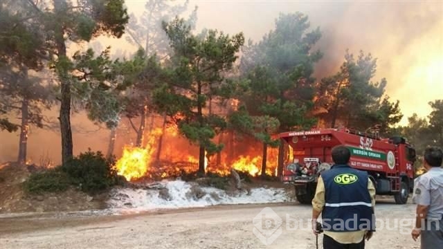 Mersin'de kızılçam ormanında yangın