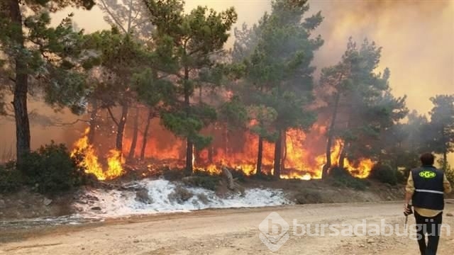 Mersin'de kızılçam ormanında yangın