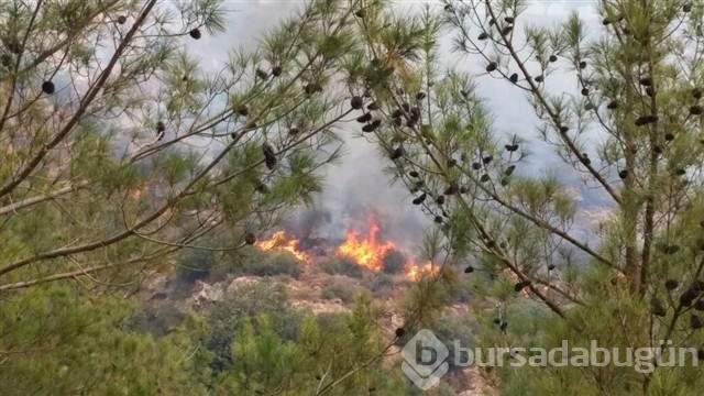 Mersin'de kızılçam ormanında yangın