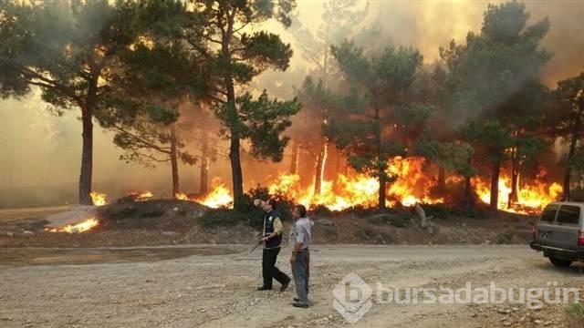 Mersin'de kızılçam ormanında yangın