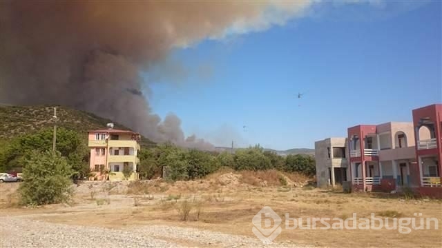 Mersin'de kızılçam ormanında yangın