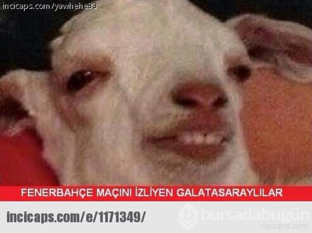 Shakhtar Donetsk-Fenerbahçe capsleri