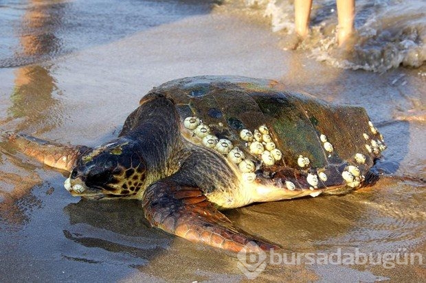 Yaralı caretta carettayı kurtarma seferberliği