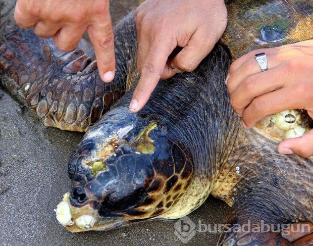 Yaralı caretta carettayı kurtarma seferberliği