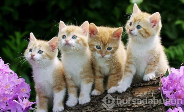 Kedi Sahibi Olmalıyım Dedirten Nedenler