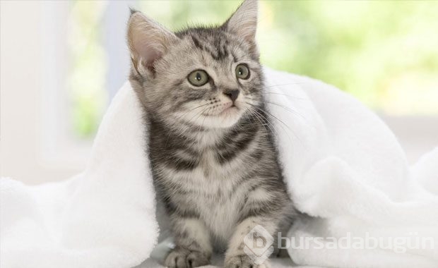 Kedi Sahibi Olmalıyım Dedirten Nedenler