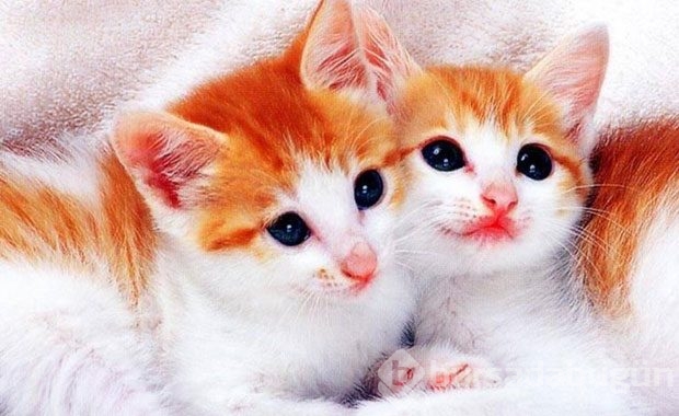 Kedi Sahibi Olmalıyım Dedirten Nedenler