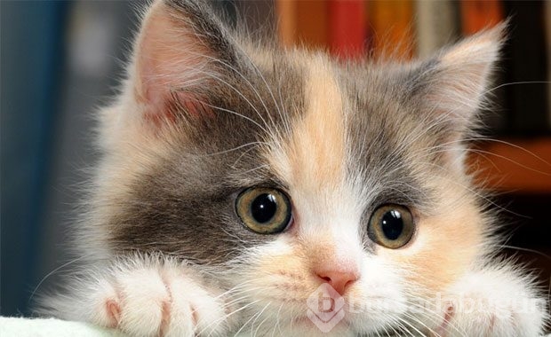 Kedi Sahibi Olmalıyım Dedirten Nedenler