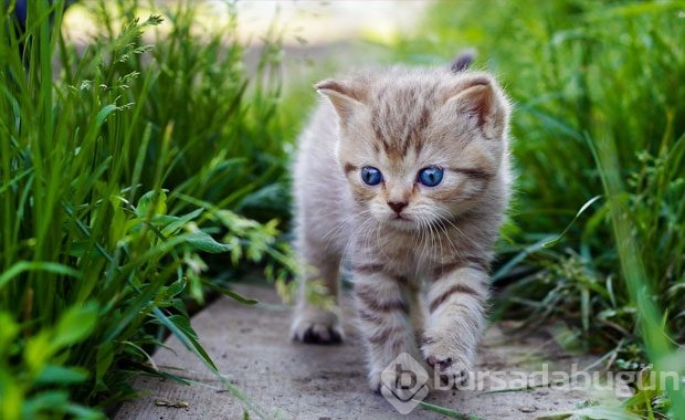 Kedi Sahibi Olmalıyım Dedirten Nedenler