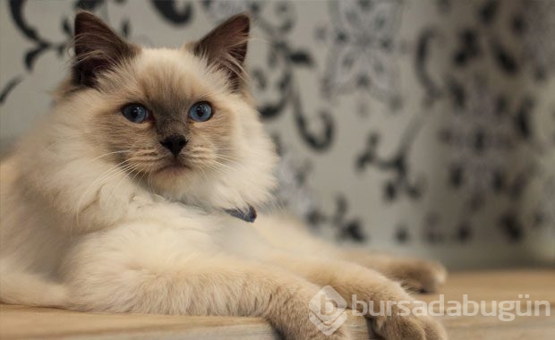 Kedi Sahibi Olmalıyım Dedirten Nedenler