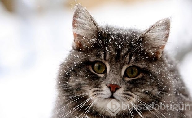 Kedi Sahibi Olmalıyım Dedirten Nedenler