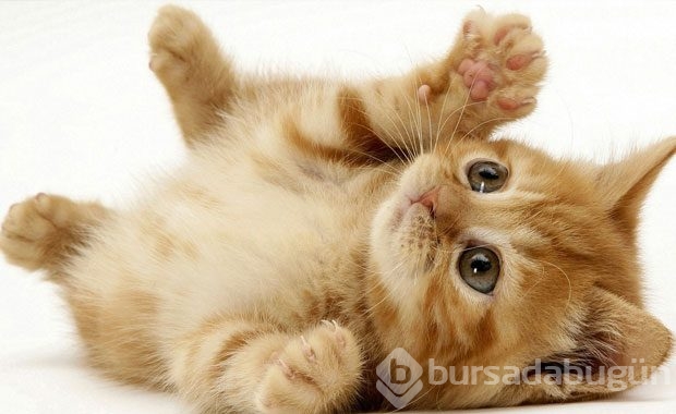 Kedi Sahibi Olmalıyım Dedirten Nedenler