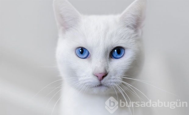 Kedi Sahibi Olmalıyım Dedirten Nedenler