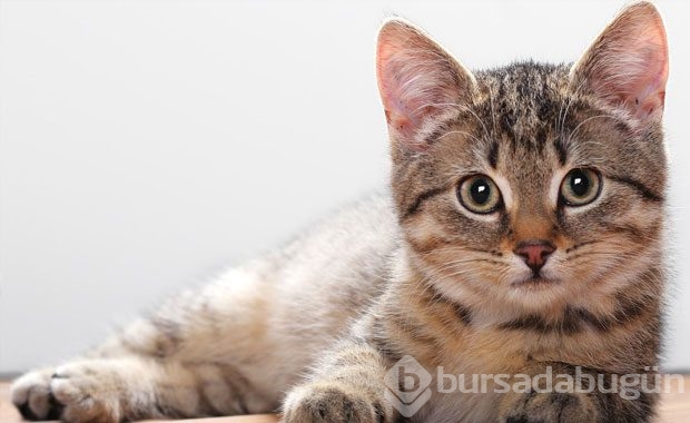 Kedi Sahibi Olmalıyım Dedirten Nedenler