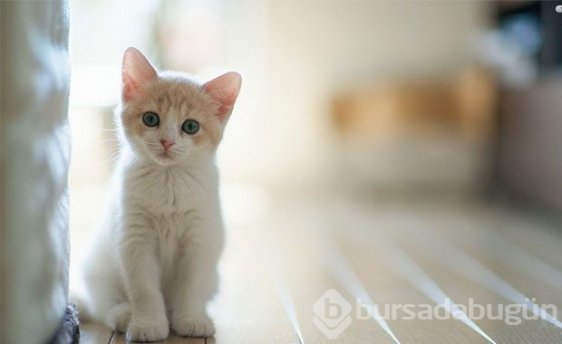 Kedi Sahibi Olmalıyım Dedirten Nedenler