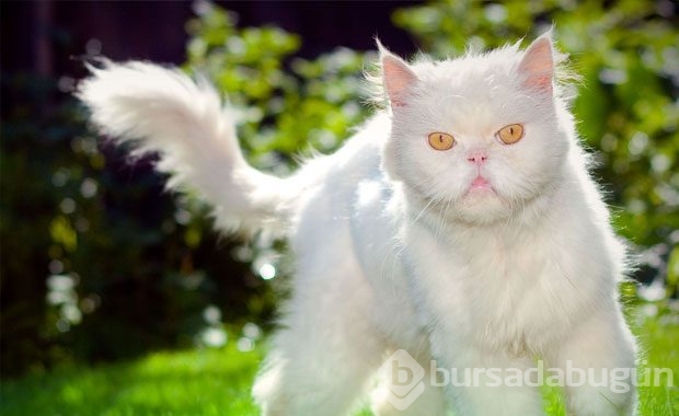 Kedi Sahibi Olmalıyım Dedirten Nedenler