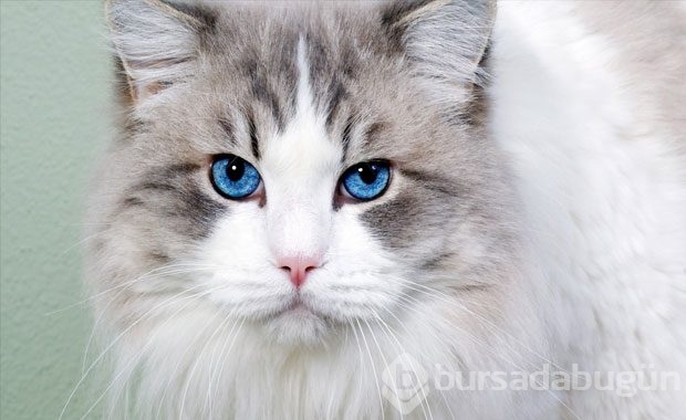 Kedi Sahibi Olmalıyım Dedirten Nedenler