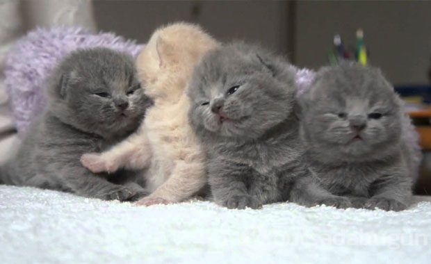 Kedi Sahibi Olmalıyım Dedirten Nedenler