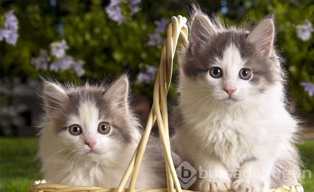 Kedi Sahibi Olmalıyım Dedirten Nedenler