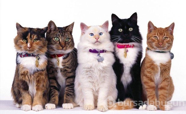 Kedi Sahibi Olmalıyım Dedirten Nedenler
