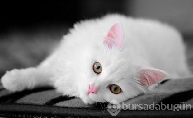 Kedi Sahibi Olmalıyım Dedirten Nedenler