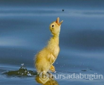 İşte birbirinden komik fotoğraflar...