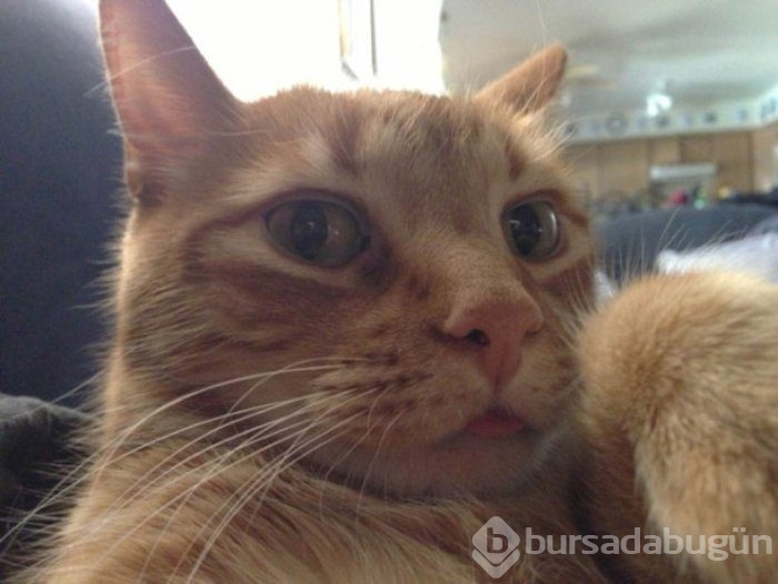 Selfie Çekmenin Ustası Kediler