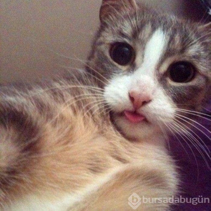 Selfie Çekmenin Ustası Kediler