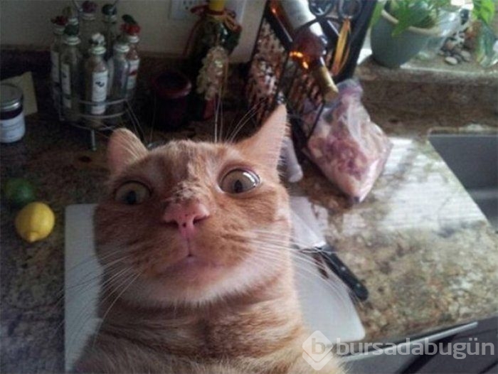 Selfie Çekmenin Ustası Kediler