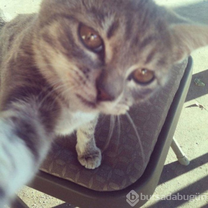 Selfie Çekmenin Ustası Kediler
