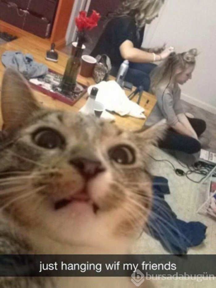 Selfie Çekmenin Ustası Kediler