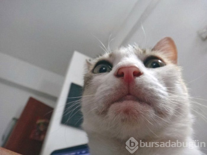 Selfie Çekmenin Ustası Kediler