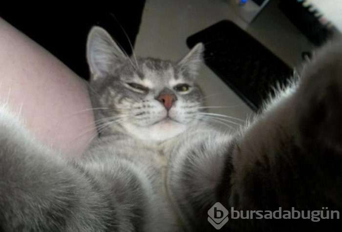 Selfie Çekmenin Ustası Kediler