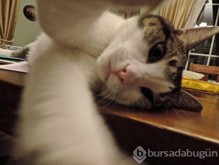 Selfie Çekmenin Ustası Kediler