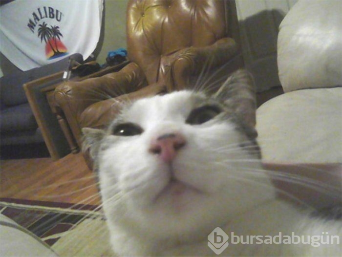 Selfie Çekmenin Ustası Kediler