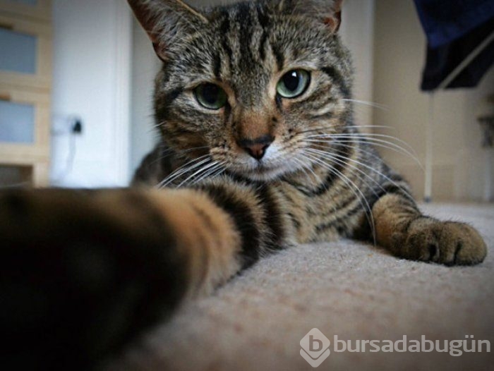 Selfie Çekmenin Ustası Kediler