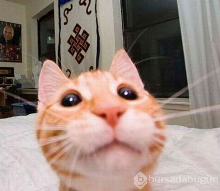 Selfie Çekmenin Ustası Kediler