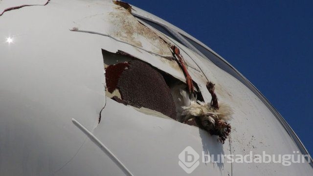 Uçak, burnununda leylek ölüsüyle iniş yaptı