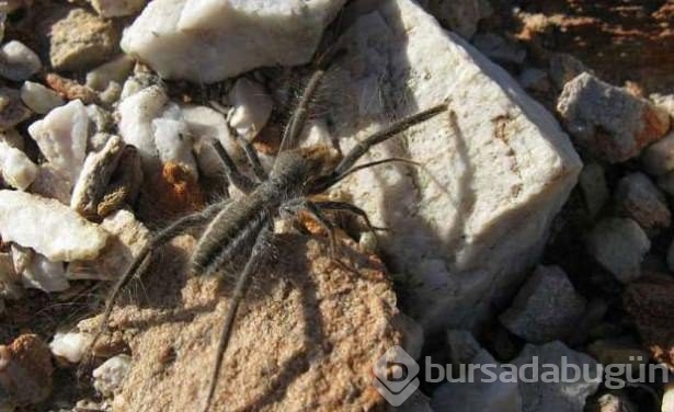 Dünyanın en tehlikeli örümcekleri