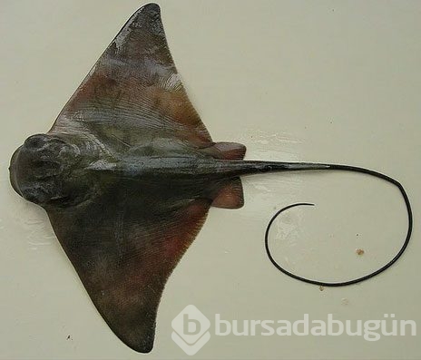 Denizlerimizdeki 8 zehirli balık
