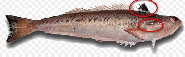 Denizlerimizdeki 8 zehirli balık