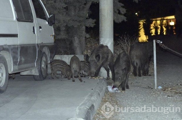Bodrum'a yaban domuzları indi